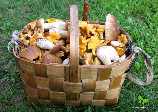 10 Mushroom hunting in villa Dzukios uoga.JPG